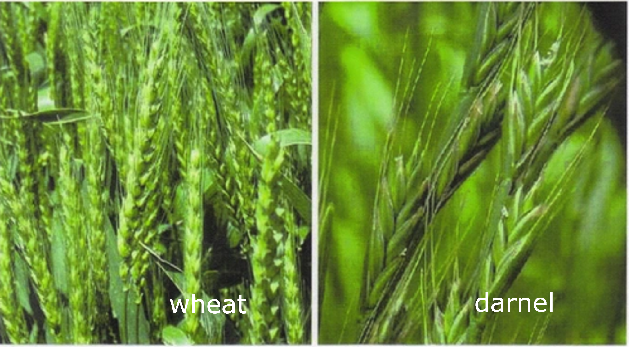 What to do with all those weeds in the Kingdom of Heaven?