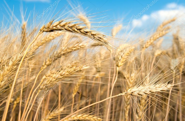 The kingdom of heaven:  Being fruit-yielding disciples.